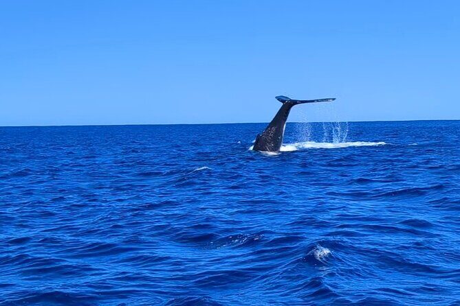 Whale watching 6 people half day - Key Points