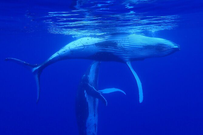 Whale watching 6 people half day - An Honest Look at the Experience