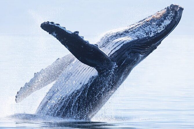 Whale watching 6 people half day - Final Thoughts