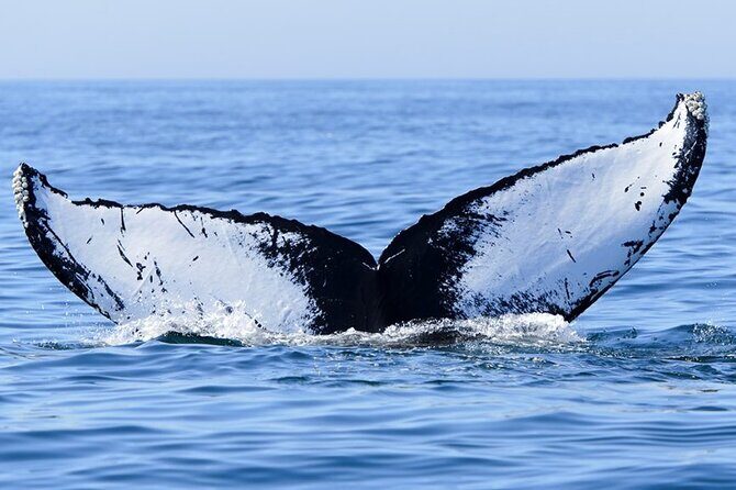 Whale watching 6 people half day - FAQ