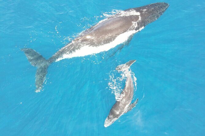 Whale Watching Activity - What to Expect on the Whale Watching Tour