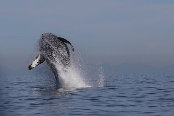Whale Watching Adventure from Vancouver BC - Key Points