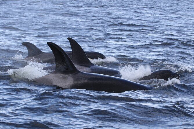 Whale Watching Adventure from Vancouver BC - The Itinerary and Experience in Detail