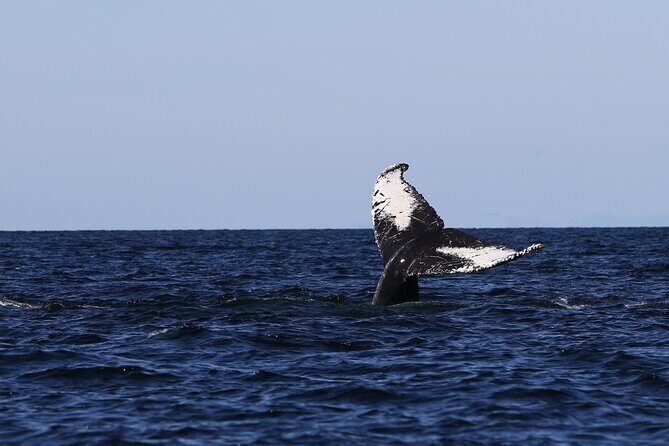 Whale Watching Adventure from Vancouver BC - Practical Tips for Travelers