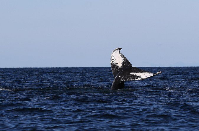 Whale Watching Adventure from Vancouver BC - Who Should Consider This Tour?