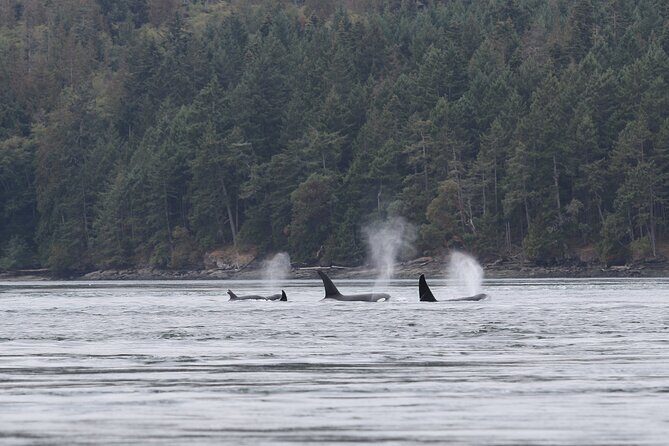 Whale Watching Adventure from Vancouver BC - FAQ