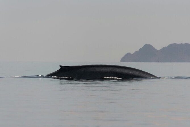 Whale Watching Adventure in Loretos Sea of Cortez - An In-Depth Look at the Experience