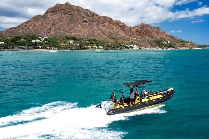 Whale Watching Adventure -Speed Boat & Small Group - The Sum Up