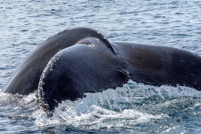 Whale Watching Adventure -Speed Boat & Small Group - FAQs