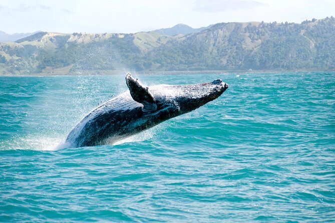 Whale Watching and Bacardi Island day trip from Punta Cana - Whale Watching and Bacardi Island Day Trip from Punta Cana: An Honest Review