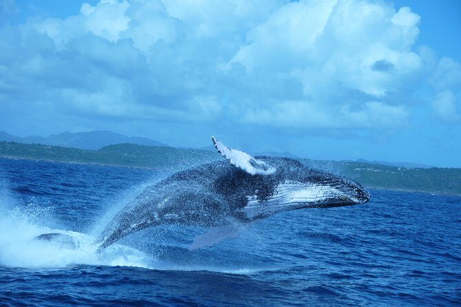 Whale Watching and Bacardi Island day trip from Punta Cana - Key Points