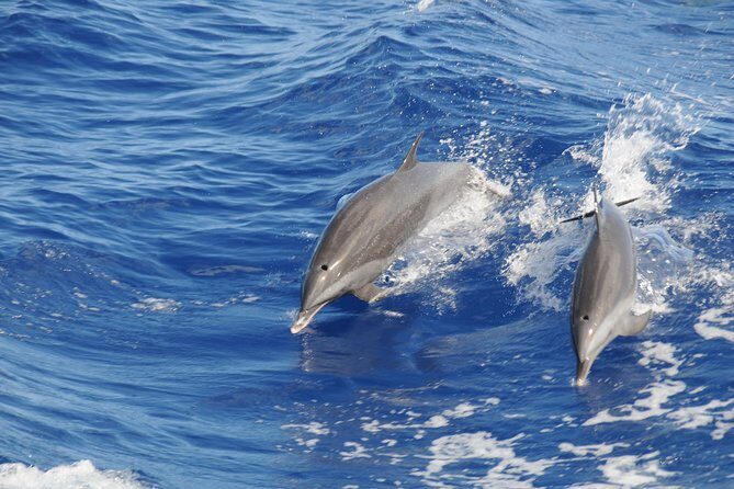 Whale Watching and Dolphin Spotting Cruise - Frequently Asked Questions