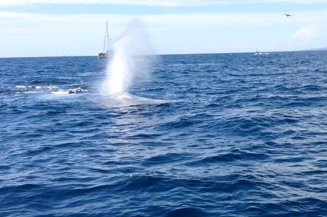 Whale Watching and Fishing Combination Excursions - The Itinerary: What to Expect