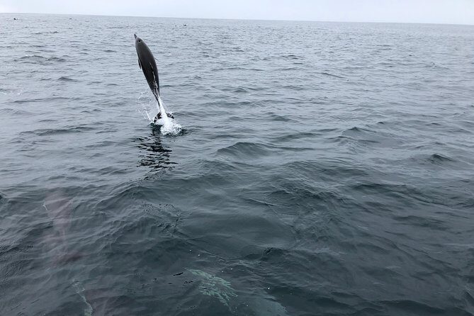 Whale Watching and Fishing Combination Excursions - Review Highlights: Authentic Experiences