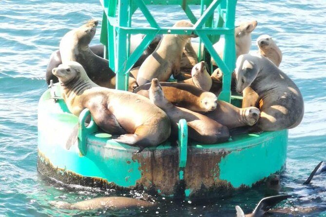 Whale Watching and Fishing Combination Excursions - Who Should Consider This Tour?