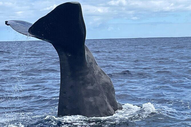 Whale Watching and Private Ocean Safari Experience in Mauritius - Introduction