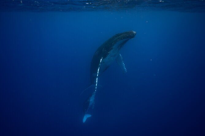 Whale watching and snorkelling in Moorea - What to Expect on This Moorea Whale Watching and Snorkeling Tour
