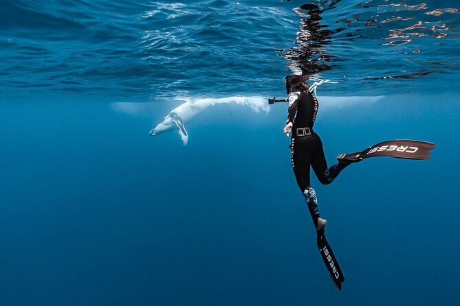 Whale watching and snorkelling in Moorea - Who Might Love This Experience