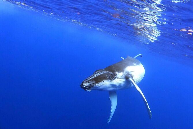 Whale watching and snorkelling in Moorea - FAQs