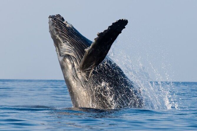Whale Watching and Sunrise Breakfast Cruise in Honolulu - Final Thoughts: Who Will Love This Tour?