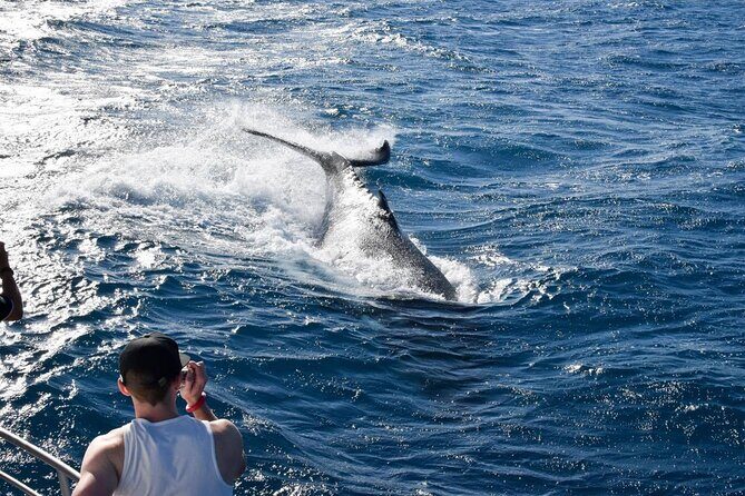 Whale Watching and Wildlife Cruise Townsville and Magnetic Island - The Itinerary: What to Expect