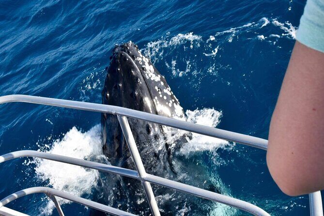 Whale Watching and Wildlife Cruise Townsville and Magnetic Island - Who Would Love This Tour?