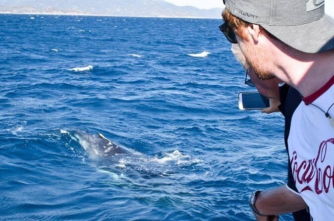 Whale Watching and Wildlife Cruise Townsville and Magnetic Island - The Sum Up