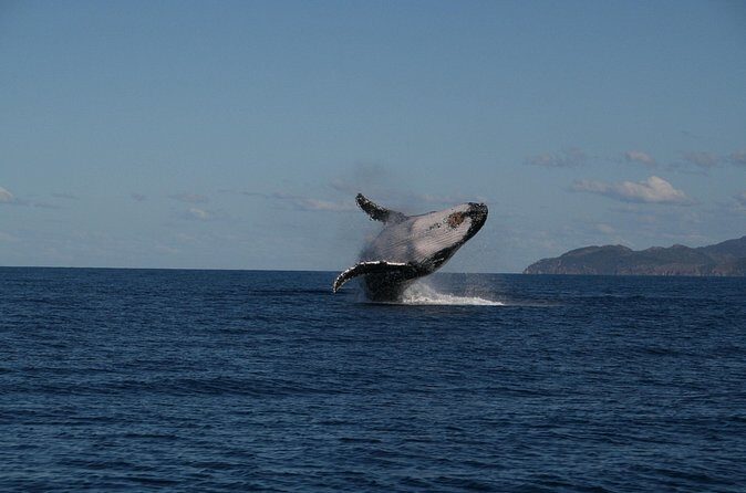 Whale Watching and Wildlife Cruise Townsville and Magnetic Island - Frequently Asked Questions
