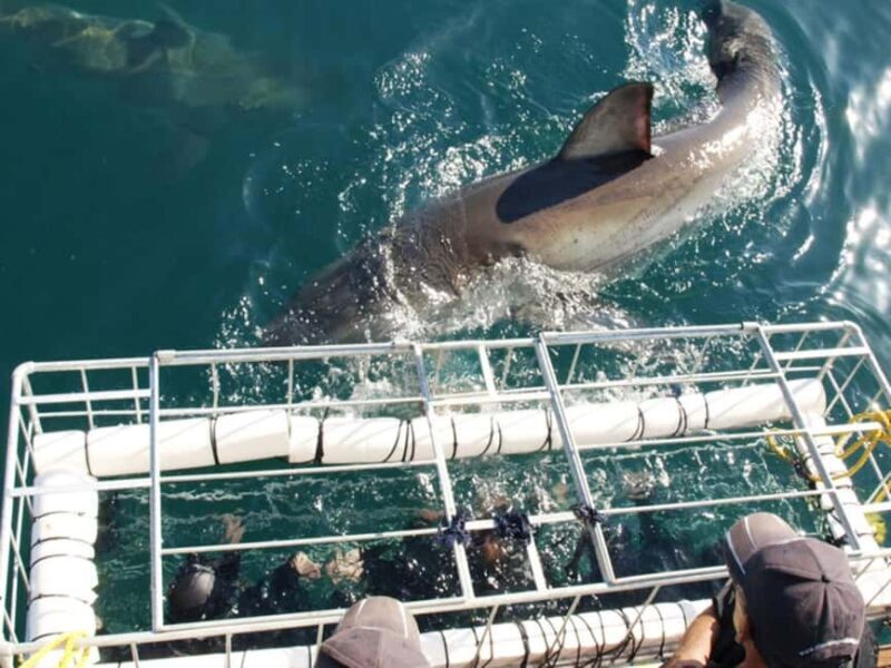 Whale Watching Boat trip in Hermanus - All inclusive - Final Thoughts