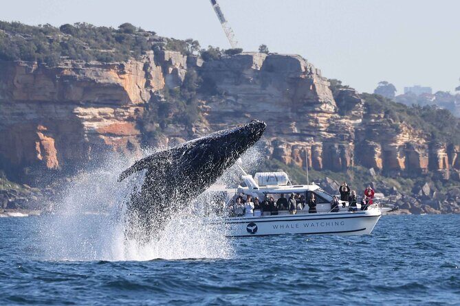 Whale Watching Boat Trip in Sydney - What to Expect During the Trip
