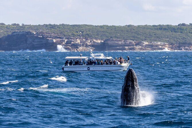Whale Watching Boat Trip in Sydney - Pricing and Value