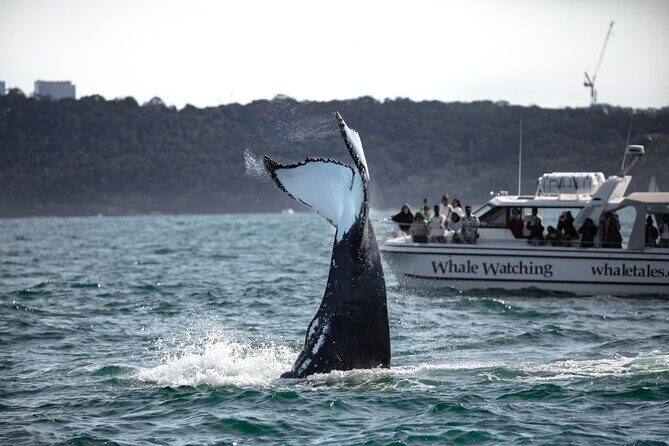 Whale Watching Boat Trip in Sydney - The Sum Up: Who Will Love This Tour?