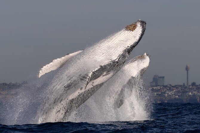 Whale Watching Boat Trip in Sydney - FAQ