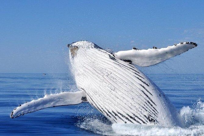 Whale Watching Busselton - The Itinerary: What to Expect on Your Whale Watching Trip
