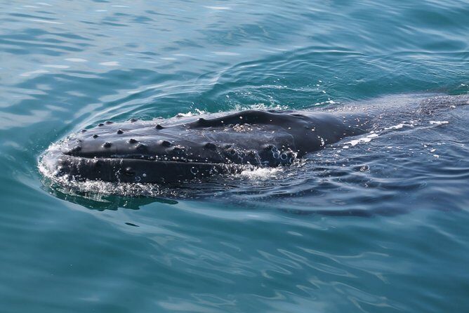 Whale Watching Busselton - FAQ: Your Practical Questions Answered