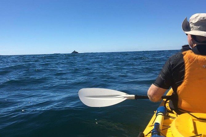 Whale Watching by Sea Kayak in Batemans Bay - An In-Depth Look at the Batemans Bay Whale Kayaking Tour
