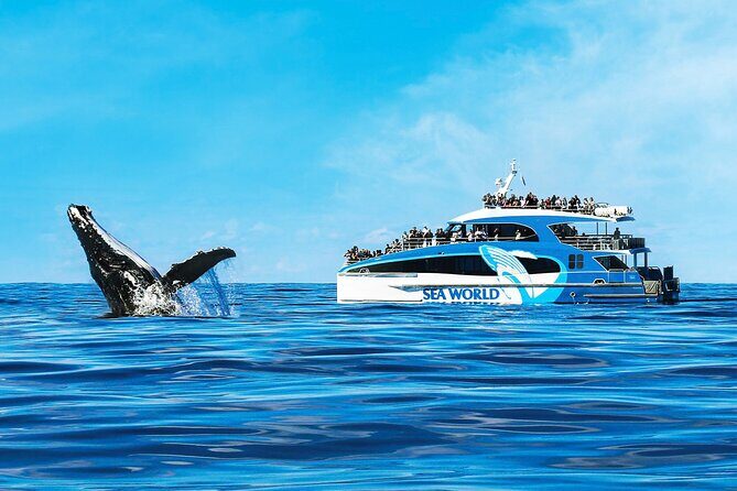 Whale Watching by Sea World Cruises - An In-Depth Look at the Whale Watching Tour