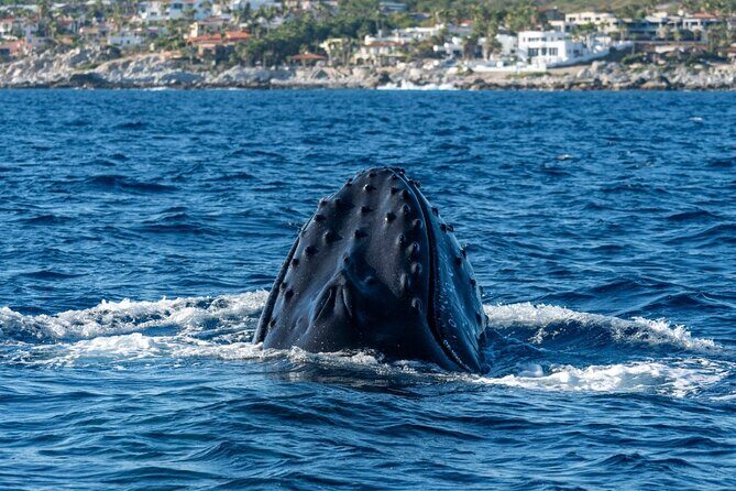 Whale Watching by Zodiac in Cabo San Lucas with Photos Included - A Close Encounter with Nature in Cabo San Lucas