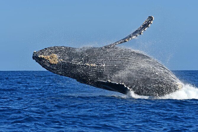 Whale Watching by Zodiac in Cabo San Lucas with Photos Included - The Food and Refreshments