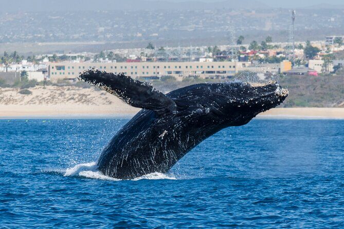 Whale Watching by Zodiac in Cabo San Lucas with Photos Included - Meeting Points and Practicalities