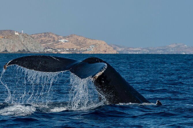 Whale Watching by Zodiac in Cabo San Lucas with Photos Included - What the Reviews Say