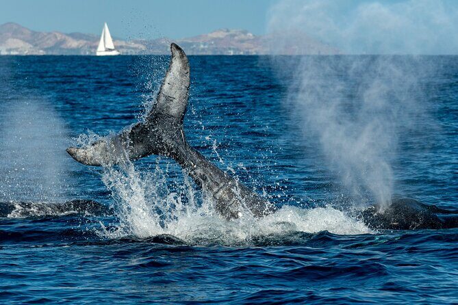 Whale Watching by Zodiac in Cabo San Lucas with Photos Included - Considerations and Tips