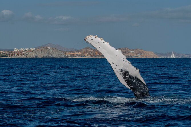 Whale Watching by Zodiac in Cabo San Lucas with Photos Included - Final Thoughts