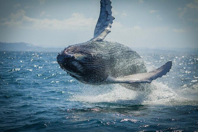 Whale Watching, Cayo Levantado and Limón Waterfall in Samaná - Key Points