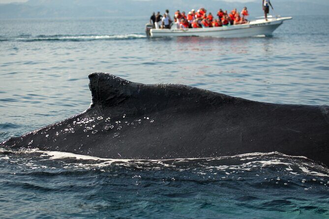 Whale Watching, Cayo Levantado and Limón Waterfall in Samaná - An In-Depth Look at the Tour Experience