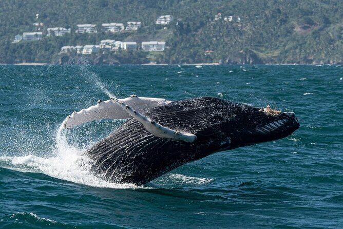 Whale Watching, Cayo Levantado and Limón Waterfall in Samaná - Final Thoughts
