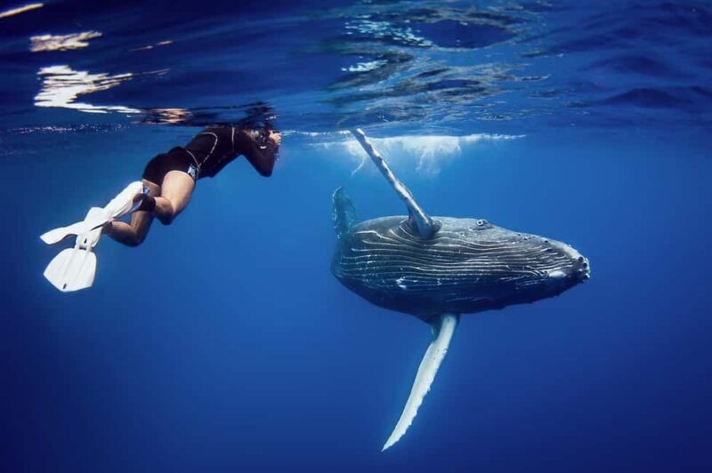 Whale Watching + Cayo Levantado - What the Reviews Say