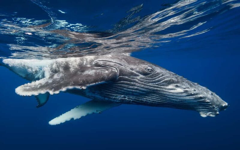 Whale Watching + Cayo Levantado - Why This Tour Works for Travelers