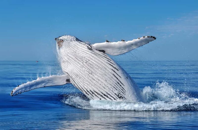 Whale Watching Cruise from Busselton, Augusta or Dunsborough - An In-Depth Look at Your Whale Watching Experience