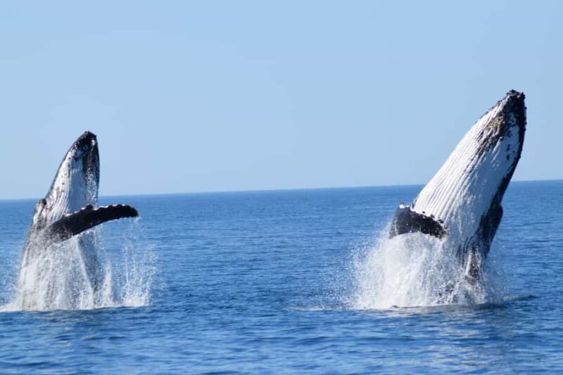 Whale Watching Cruise from Busselton, Augusta or Dunsborough - The Sum Up